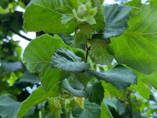 Nocciole - immagine 8
