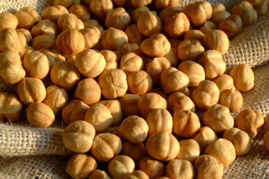 Nocciole - immagine 5