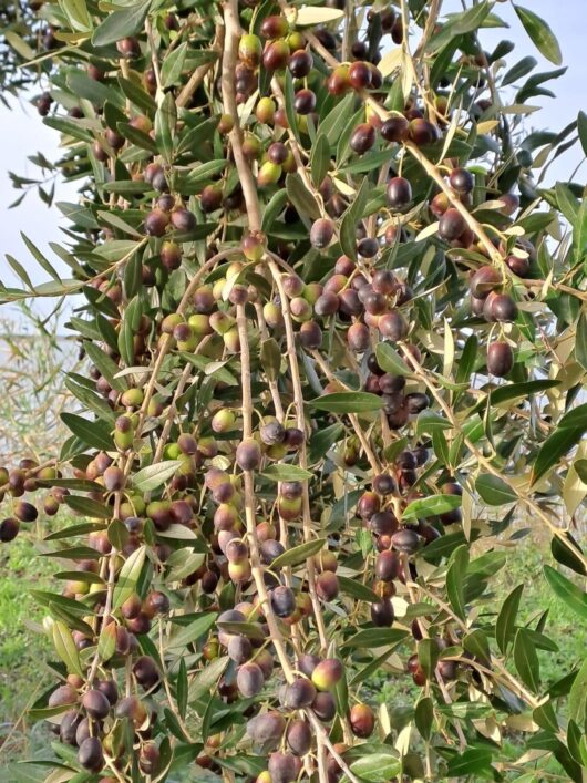Olio EVO - immagine 4
