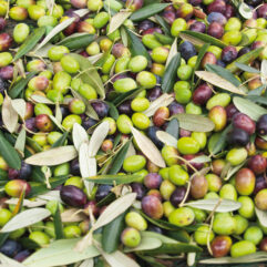 Olio EVO