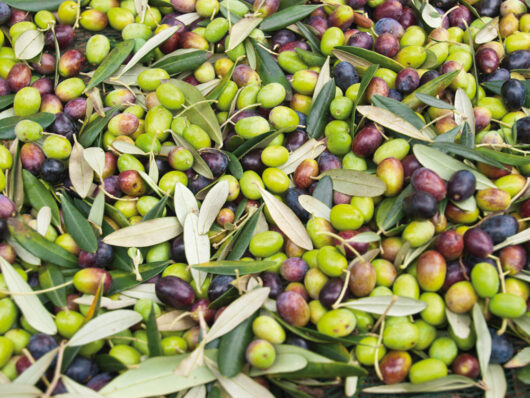 Olio EVO